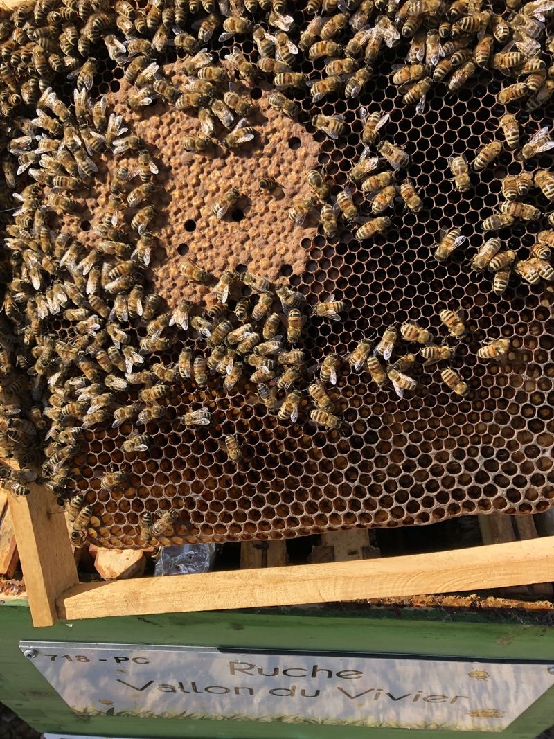 La ruche Vallon du Vivier