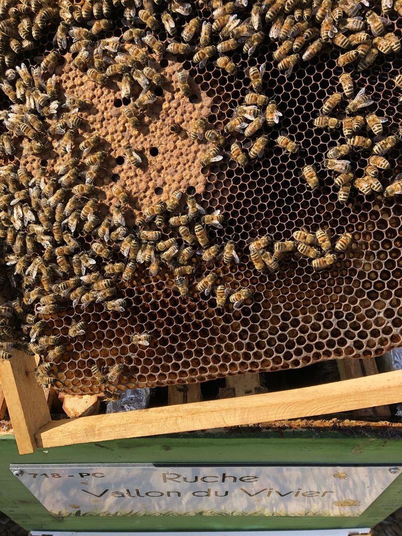 La ruche Vallon du Vivier