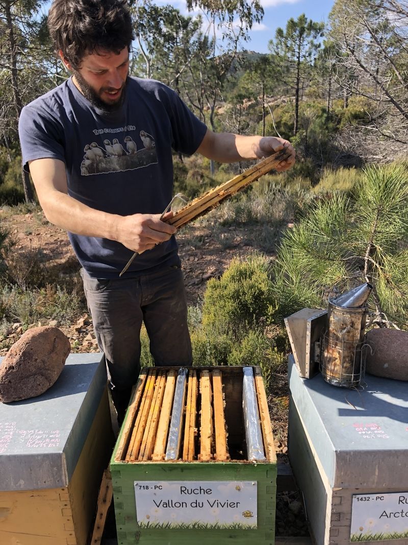 La ruche Vallon du Vivier