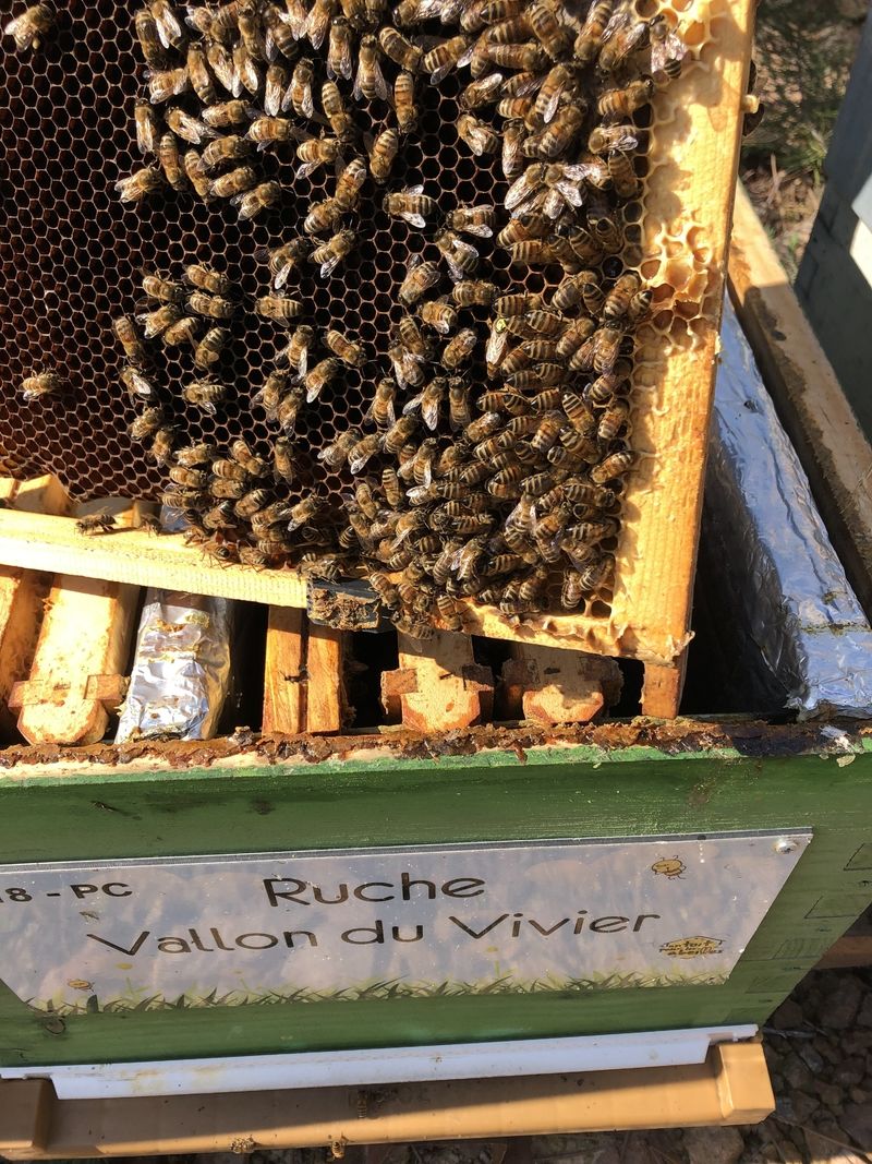 La ruche Vallon du Vivier
