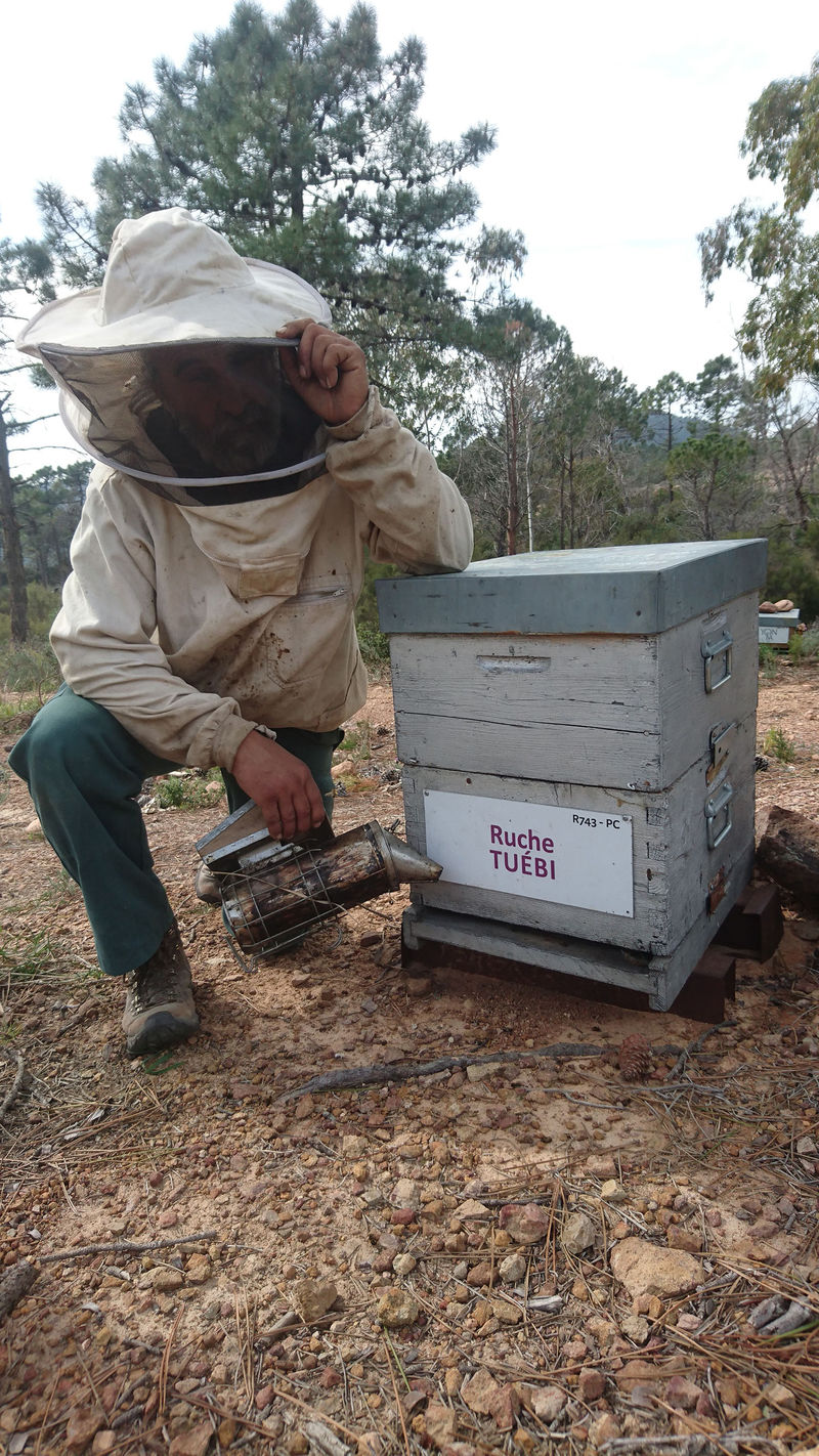 La ruche Tuébi