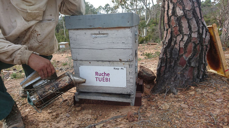La ruche Tuébi