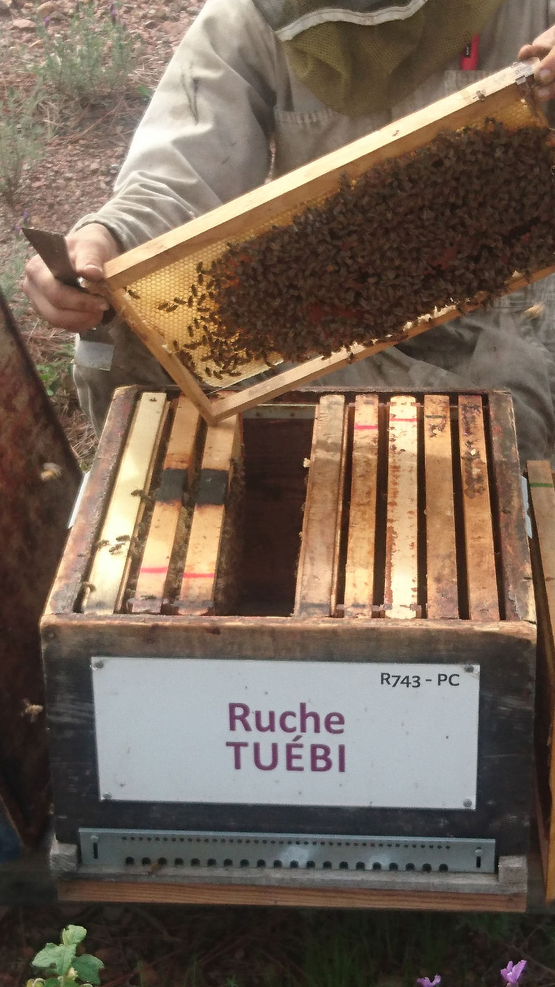 La ruche Tuébi