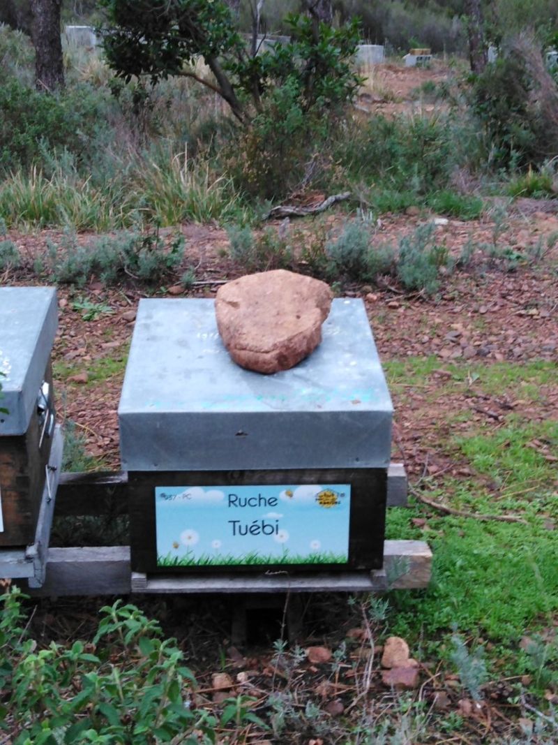 La ruche Tuébi