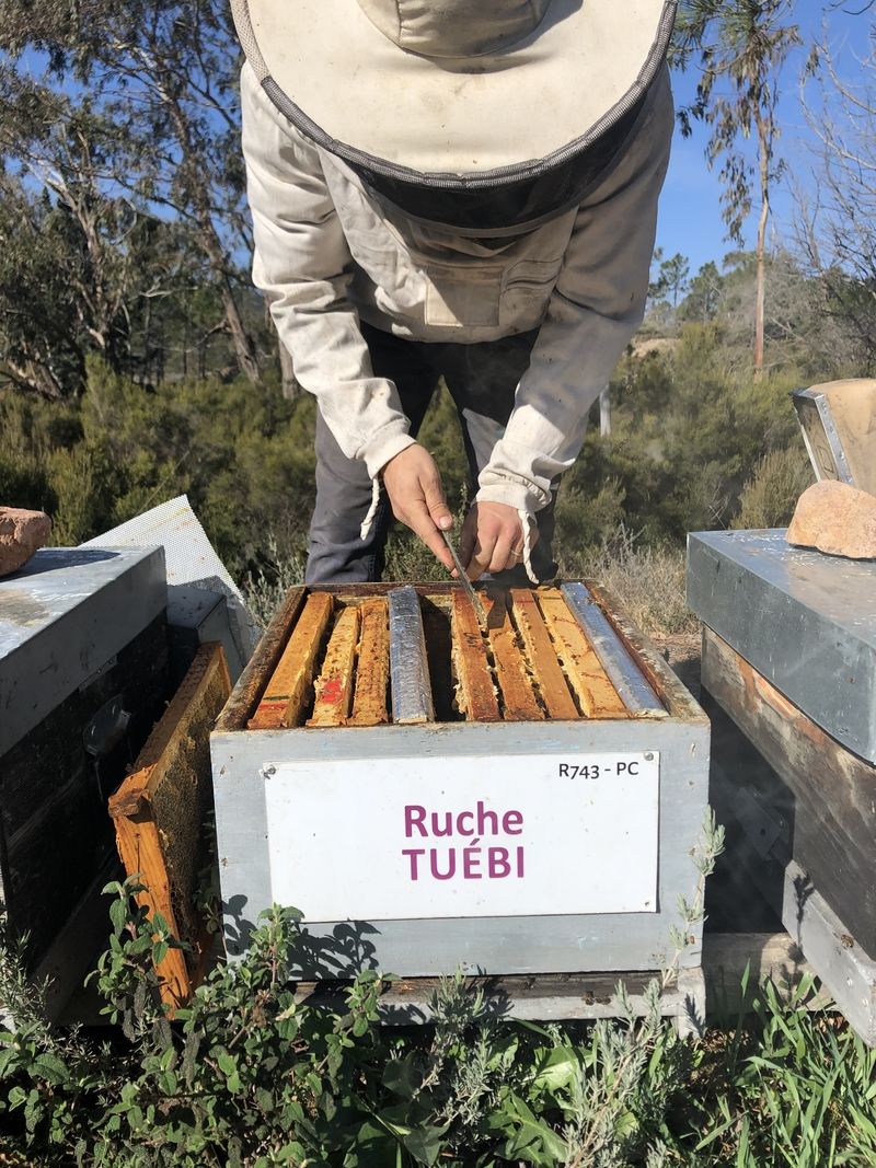 La ruche Tuébi