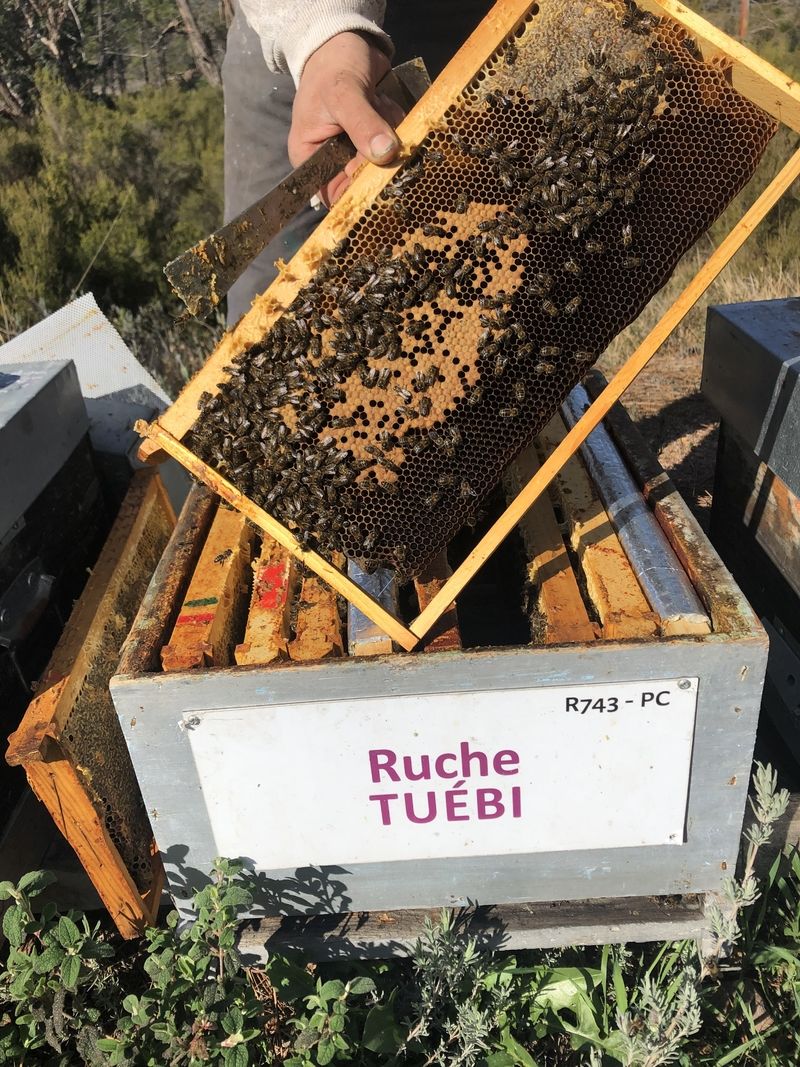 La ruche Tuébi