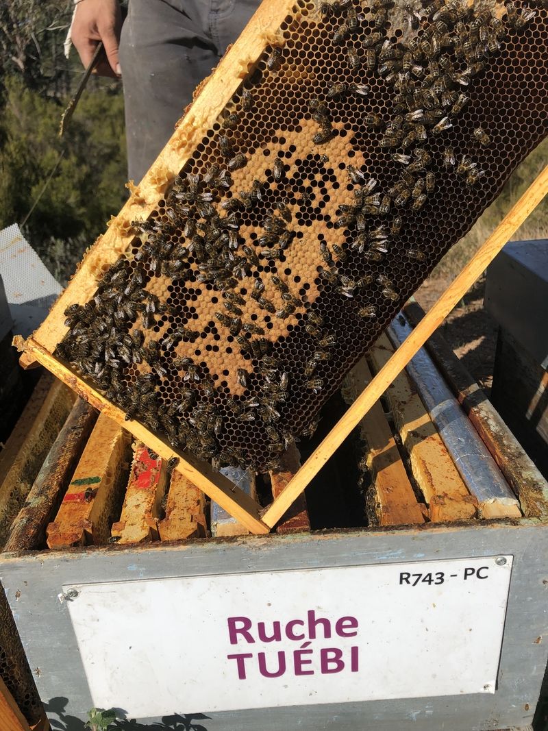 La ruche Tuébi