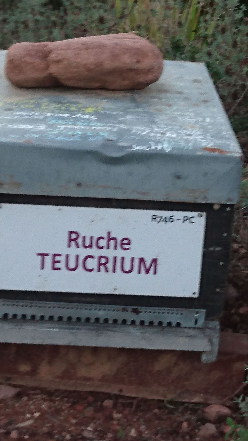 La ruche Teucrium