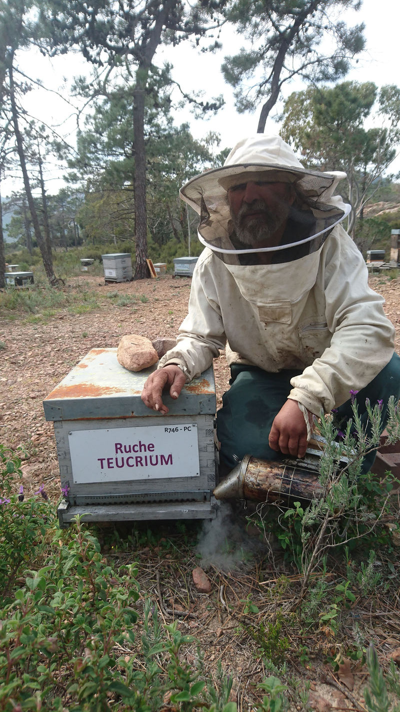 La ruche Teucrium
