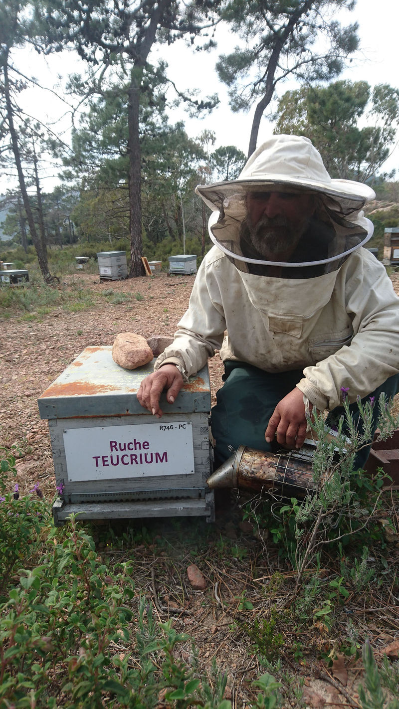 La ruche Teucrium