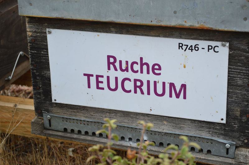 La ruche Teucrium