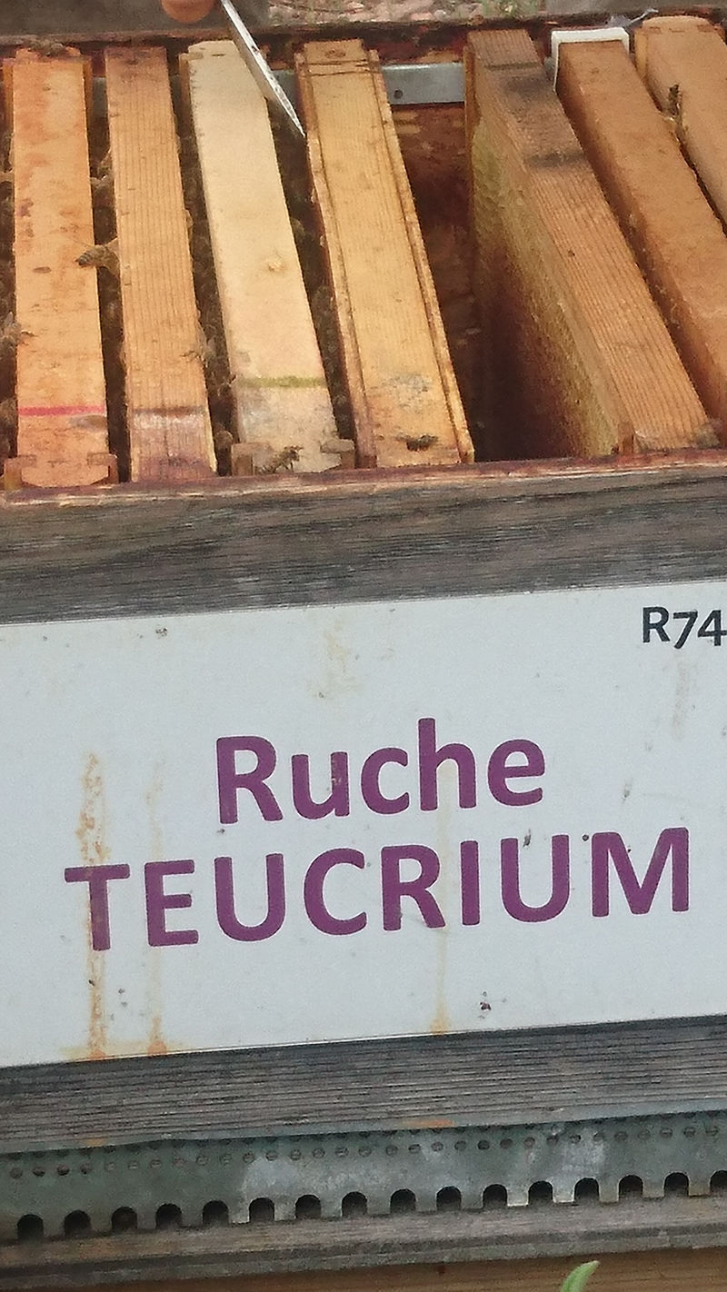 La ruche Teucrium