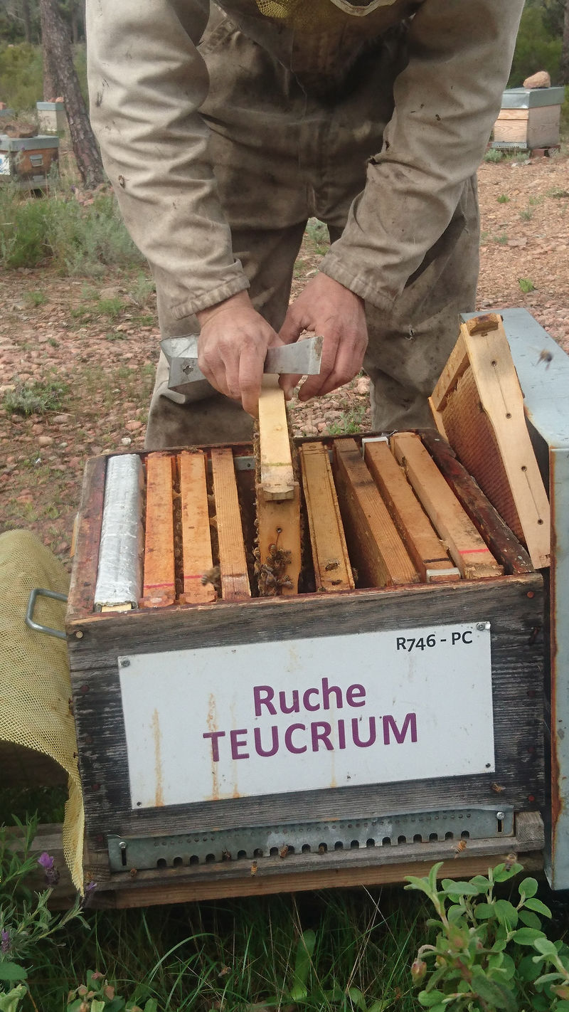 La ruche Teucrium