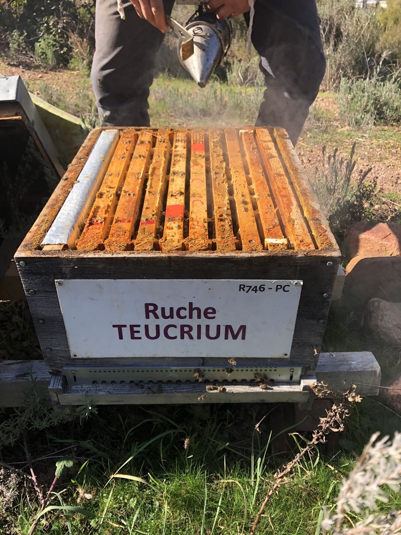 La ruche Teucrium