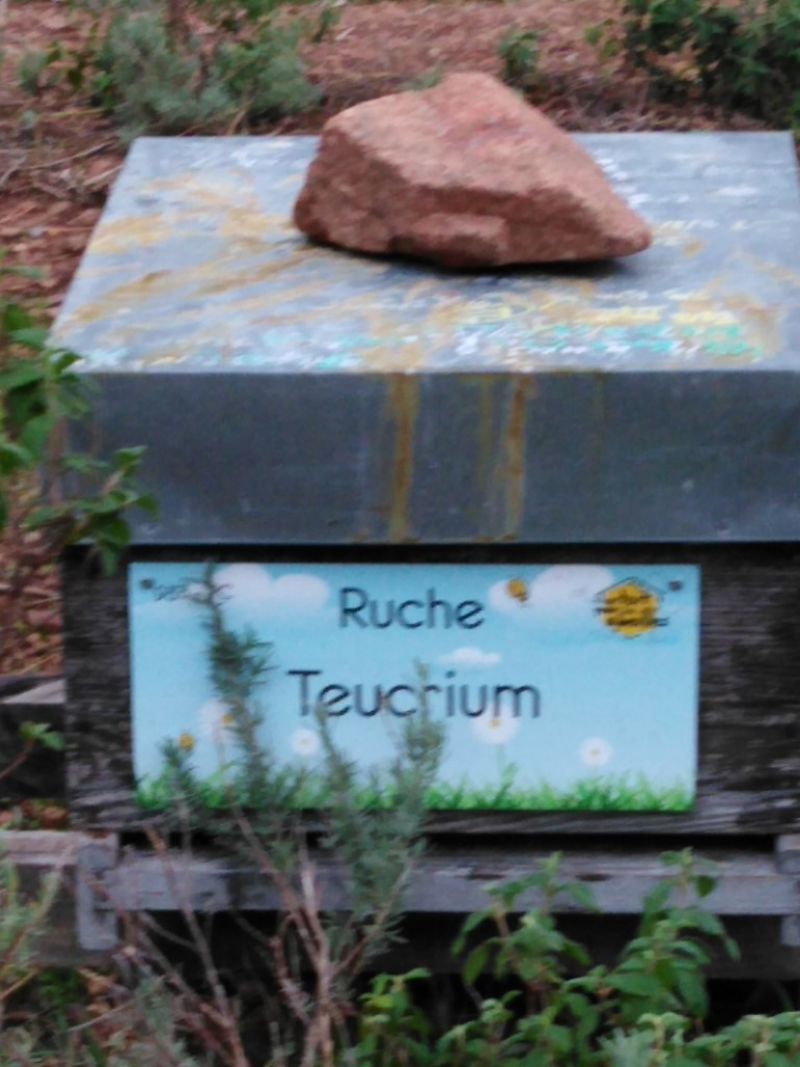 La ruche Teucrium