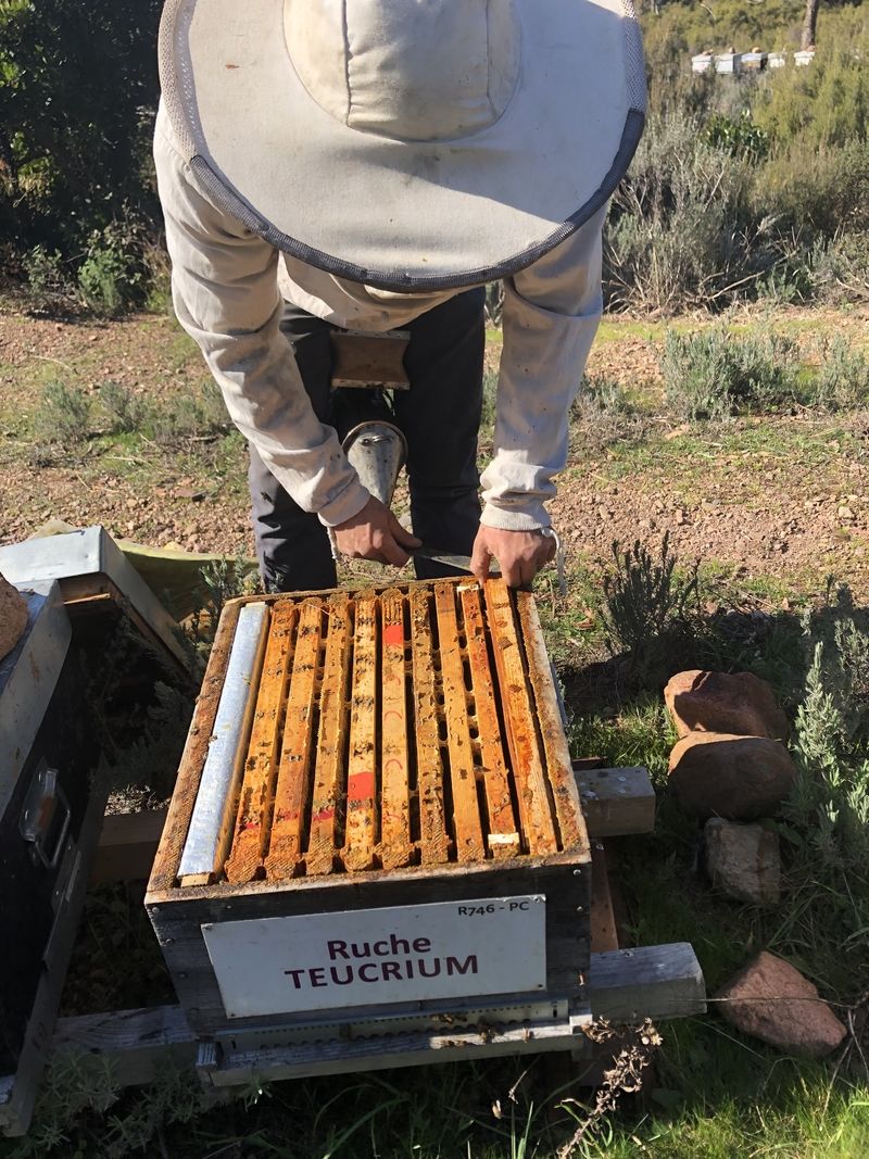 La ruche Teucrium