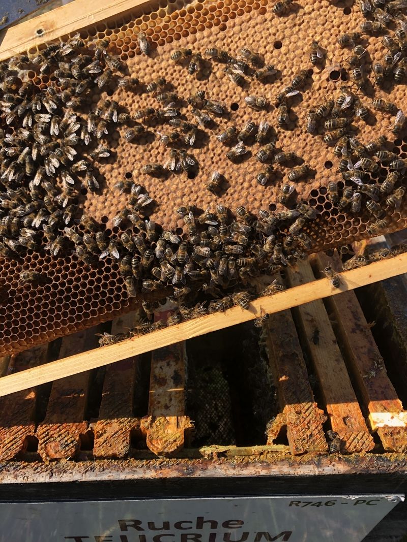 La ruche Teucrium