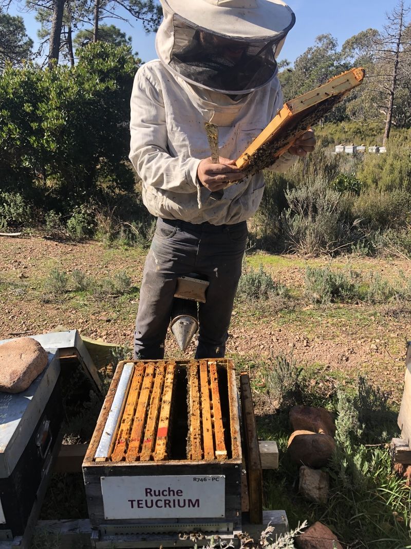 La ruche Teucrium