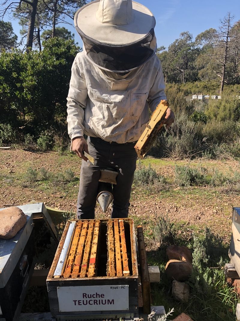 La ruche Teucrium