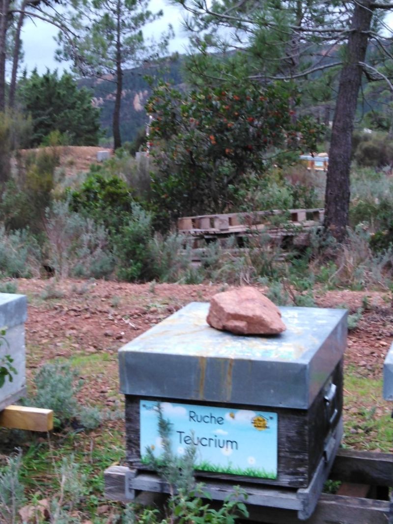La ruche Teucrium