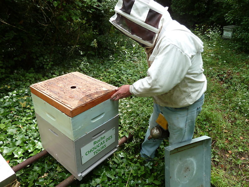 La ruche Choucas des tours