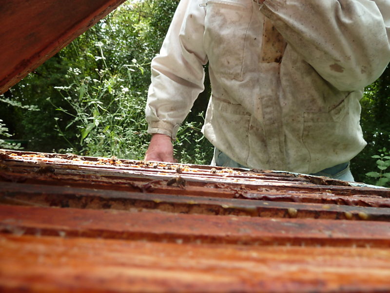 La ruche Choucas des tours