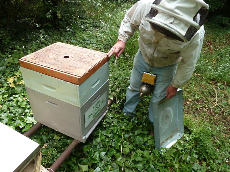La ruche Choucas des tours
