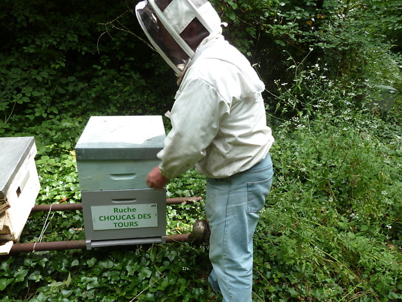 La ruche Choucas des tours
