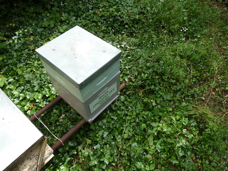 La ruche Choucas des tours