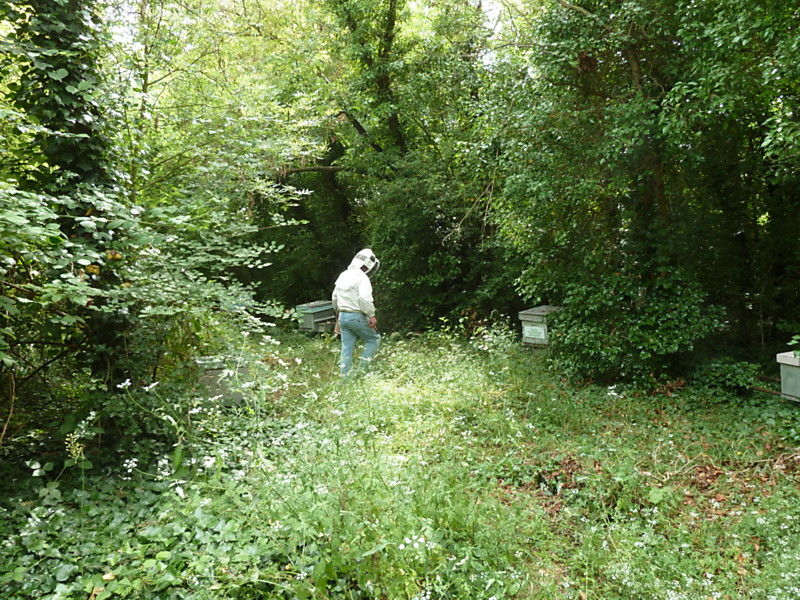 La ruche Choucas des tours