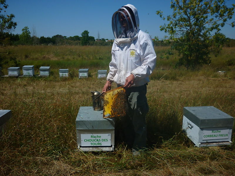 La ruche Choucas des tours