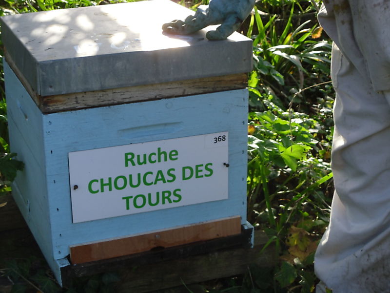 La ruche Choucas des tours