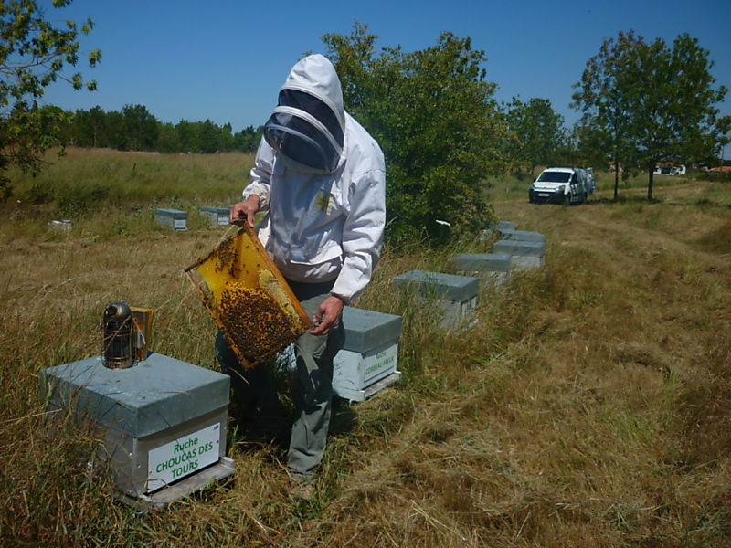 La ruche Choucas des tours