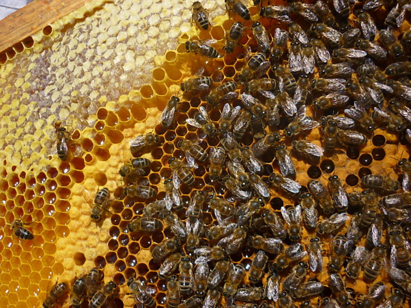 La ruche Choucas des tours