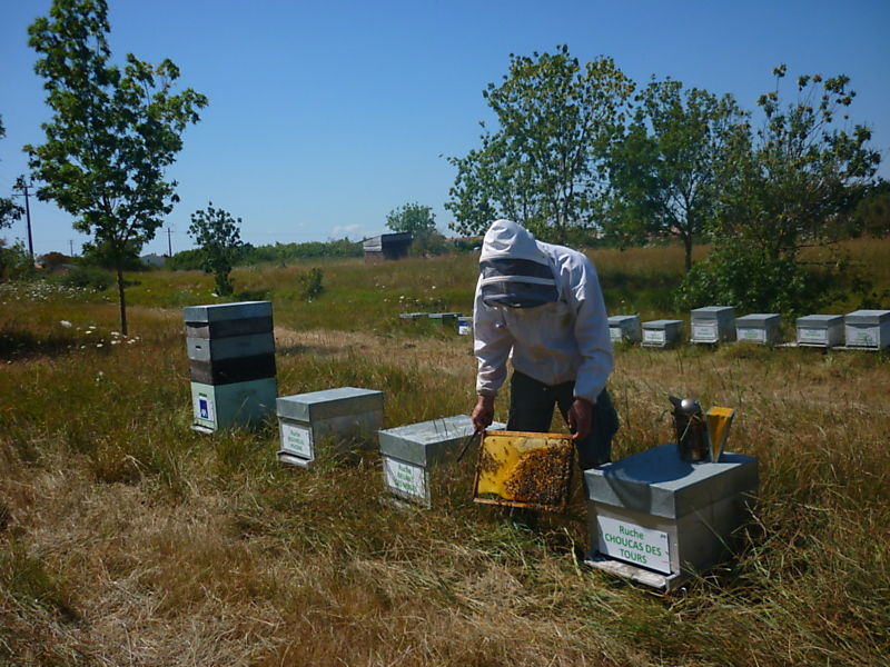 La ruche Choucas des tours