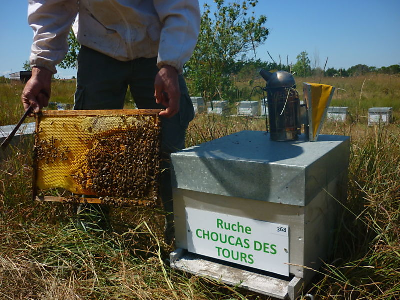 La ruche Choucas des tours
