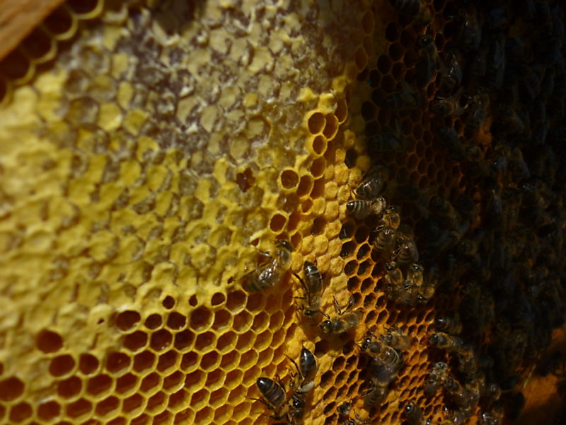 La ruche Choucas des tours