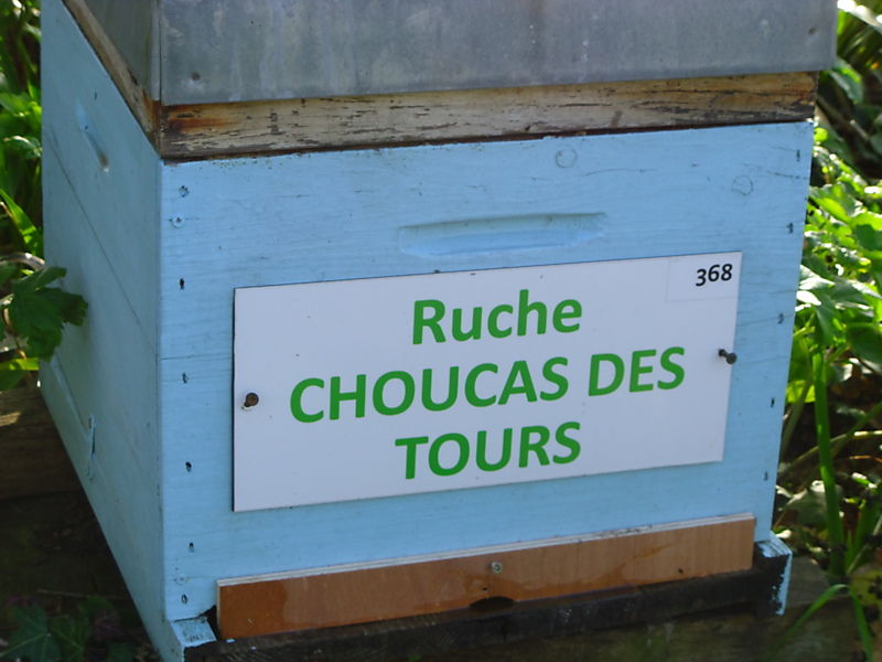 La ruche Choucas des tours