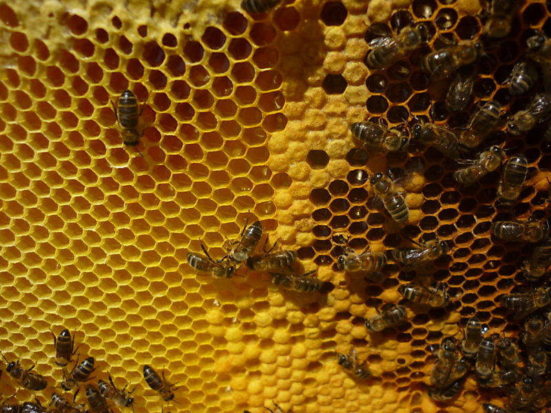 La ruche Choucas des tours