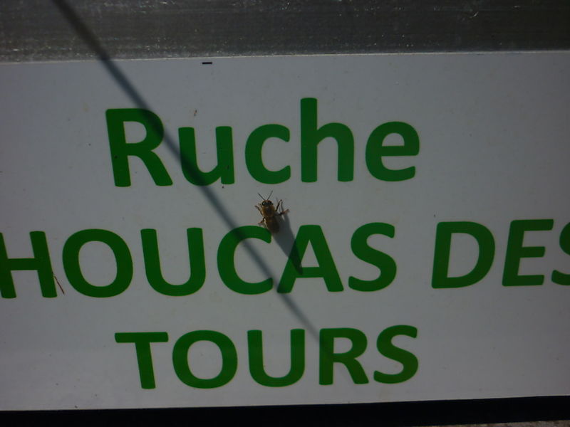 La ruche Choucas des tours