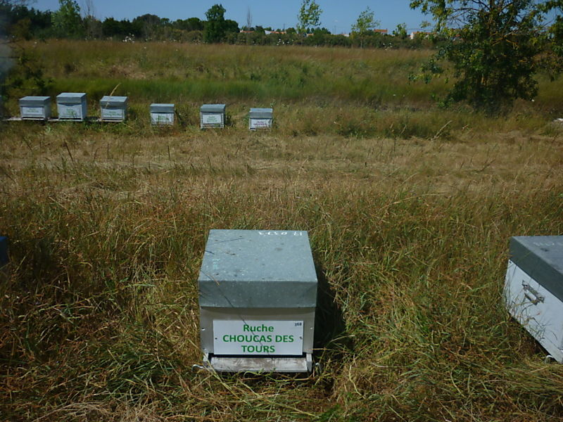 La ruche Choucas des tours