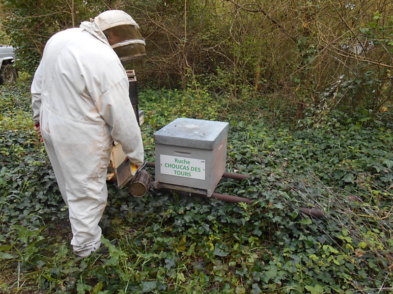 La ruche Choucas des tours