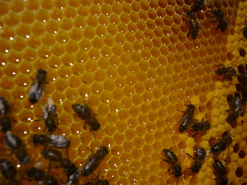 La ruche Choucas des tours