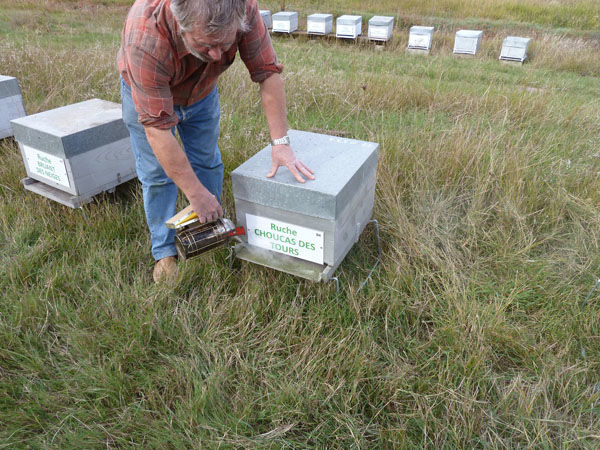 La ruche Choucas des tours