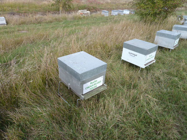 La ruche Choucas des tours