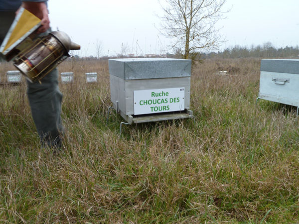 La ruche Choucas des tours