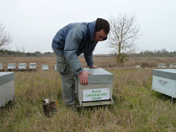 La ruche Choucas des tours