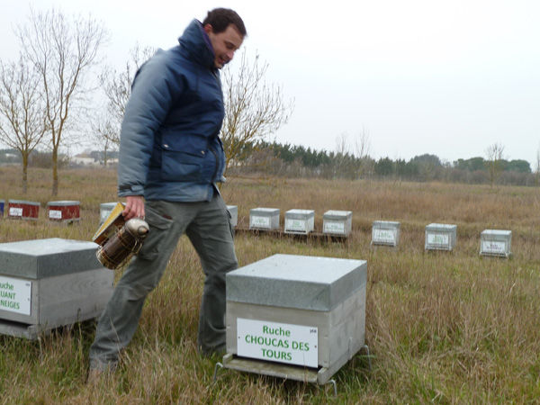 La ruche Choucas des tours