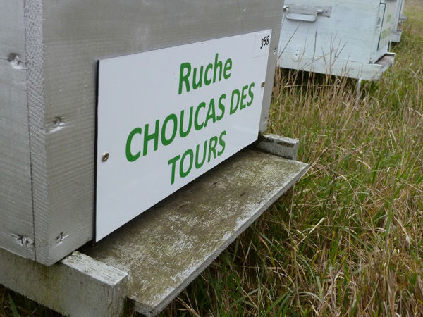 La ruche Choucas des tours
