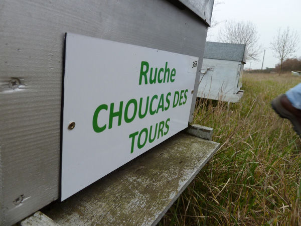 La ruche Choucas des tours